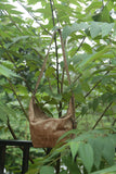 THE SOFT BROWN SLING